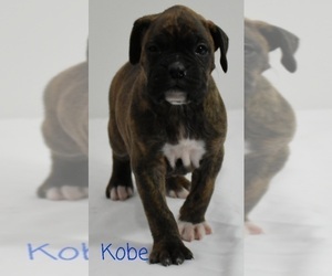 Boxer Puppy for sale in SHIPSHEWANA, IN, USA