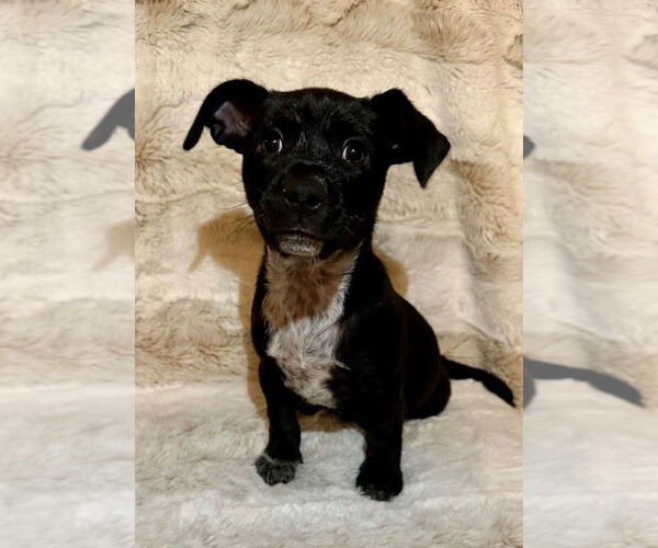 Medium Photo #1 Labrador Retriever-Unknown Mix Puppy For Sale in Claremore, OK, USA