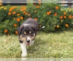 Small #4 Border Collie