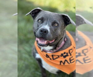 Jasmine - Female Mutt Dog for Adoption - Photo #5