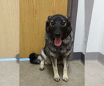 Small #7 Norwegian Elkhound