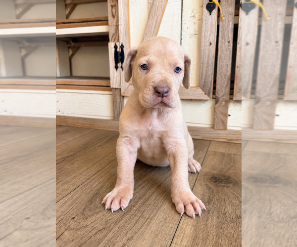 Medium Photo #1 Great Dane Puppy For Sale in HALLETTSVILLE, TX, USA