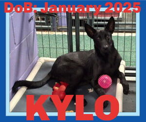 German Shepherd Dog Dogs for adoption in Sebec, ME, USA