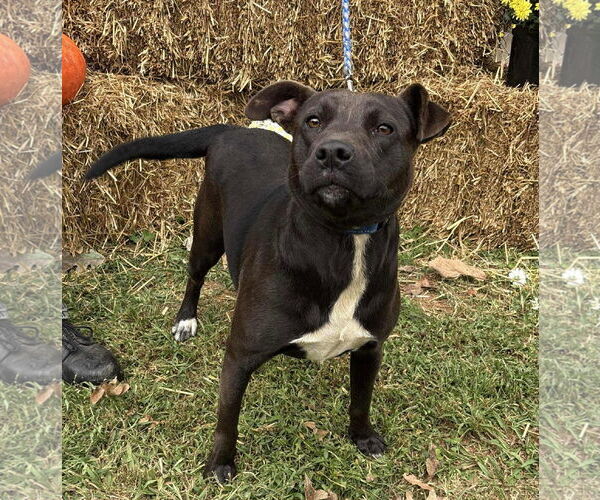 Medium Photo #1 American Pit Bull Terrier-Beagle Mix Puppy For Sale in Rustburg, VA, USA