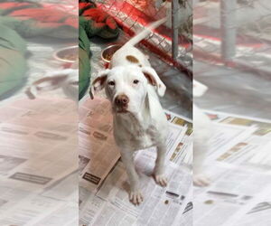 Boxer-Coonhound Mix Dogs for adoption in Frenchburg, KY, USA