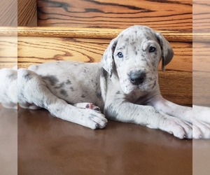 Great Dane Puppy for sale in ROCKFORD, IL, USA