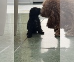 Small Photo #54 Cavapoo-Poodle (Toy) Mix Puppy For Sale in PENSACOLA, FL, USA