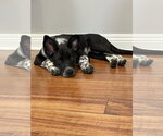 Small #3 Mutt
