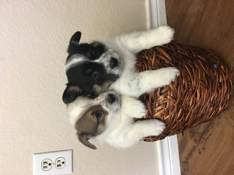 Medium Photo #1 Cowboy Corgi Puppy For Sale in GEORGETOWN, TX, USA