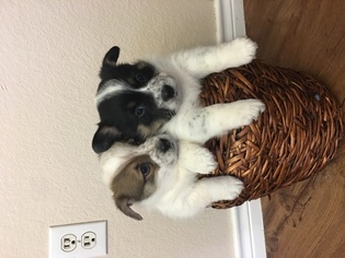Cowboy Corgi Puppy for sale in GEORGETOWN, TX, USA