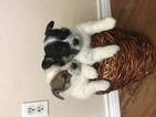 Small Photo #1 Cowboy Corgi Puppy For Sale in GEORGETOWN, TX, USA