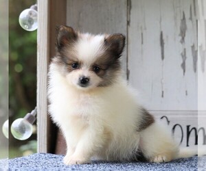 Pomeranian Puppy for sale in FREDERICKSBG, OH, USA
