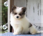 Small Photo #1 Pomeranian Puppy For Sale in FREDERICKSBG, OH, USA