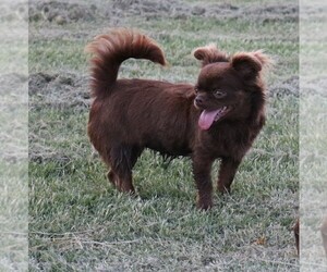 Chihuahua Puppy for sale in MUSKOGEE, OK, USA