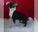 Small #2 Boston Terrier
