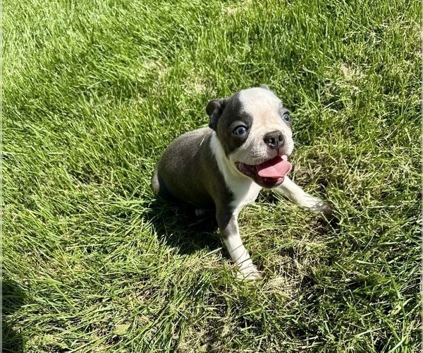 Medium Photo #7 Boston Terrier Puppy For Sale in BREMEN, IN, USA