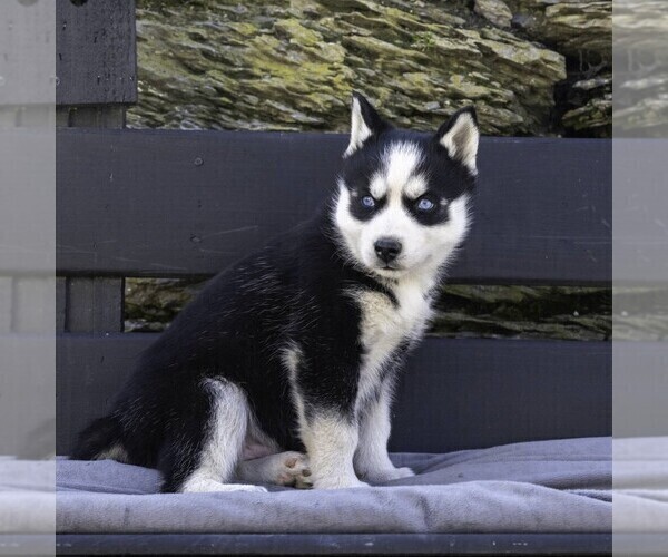 Medium Photo #8 Siberian Husky Puppy For Sale in KINZERS, PA, USA
