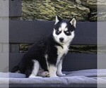 Small Photo #8 Siberian Husky Puppy For Sale in KINZERS, PA, USA