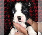 Small Photo #2 Boston Terrier Puppy For Sale in CRKD RVR RNCH, OR, USA