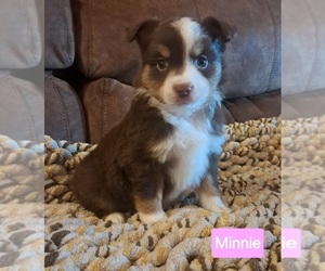 Miniature Australian Shepherd Puppy for sale in PRINCETON, NC, USA