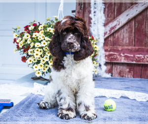 Cocker Spaniel Puppy for sale in WAKARUSA, IN, USA