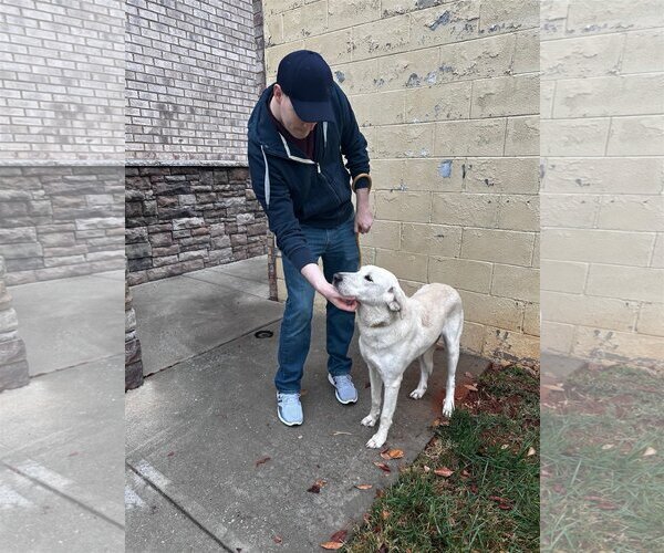 Medium Photo #4 Great Pyrenees-Unknown Mix Puppy For Sale in Thomasville, NC, USA