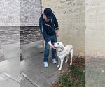 Small #3 Great Pyrenees Mix