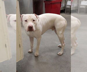Dogo Argentino-Unknown Mix Dogs for adoption in Forestville, MD, USA