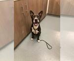 Small Mutt