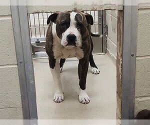 American Pit Bull Terrier Dogs for adoption in Decatur, IL, USA