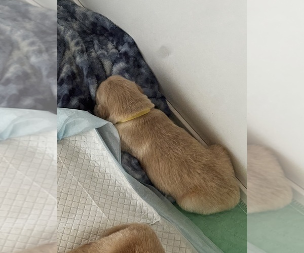 Medium Photo #7 Golden Retriever Puppy For Sale in BIG CABIN, OK, USA