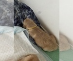 Small Photo #7 Golden Retriever Puppy For Sale in BIG CABIN, OK, USA