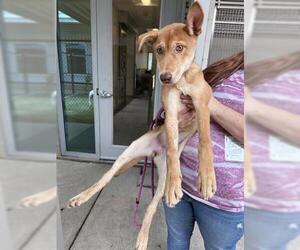 German Shepherd Dog-Unknown Mix Dogs for adoption in Houston, TX, USA