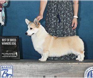 Father of the Pembroke Welsh Corgi puppies born on 01/01/2026