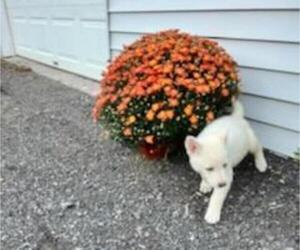 German Shepherd Dog Puppy for sale in SODUS, NY, USA