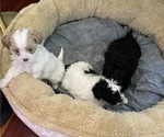 Small Photo #4 Poodle (Miniature)-Shih-Poo Mix Puppy For Sale in SUGAR HILL, GA, USA