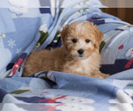 Small Photo #6 Goldendoodle Puppy For Sale in MILWAUKEE, WI, USA