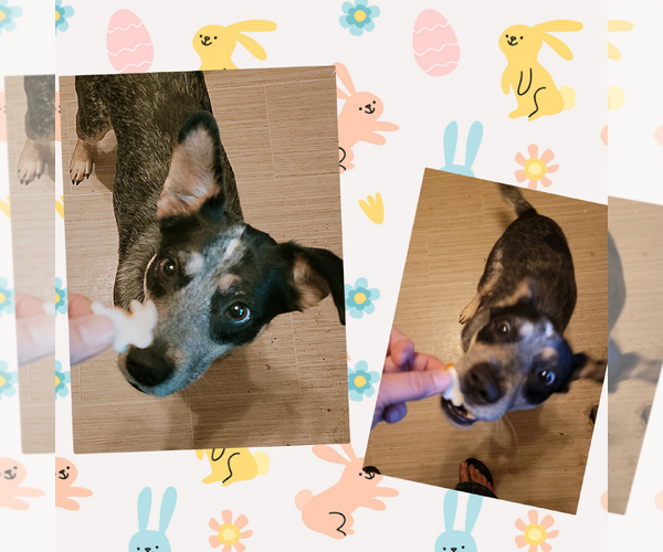 Medium Photo #5 Mutt Puppy For Sale in FAIRLAWN, OH, USA