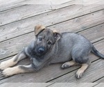 Puppy Tank German Shepherd Dog