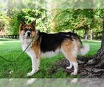 Small #3 Great Pyrenees Mix