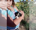 Small Photo #6 Pembroke Welsh Corgi Puppy For Sale in GALLEGOS, NM, USA