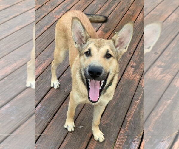 Medium Photo #2 Mutt Puppy For Sale in Harrison, AR, USA