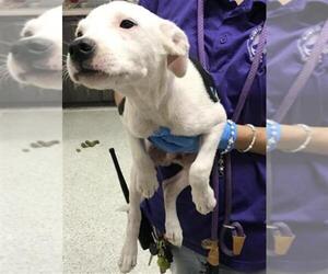 Labrador Retriever-Unknown Mix Dogs for adoption in Conroe, TX, USA