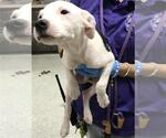 Small Labrador Retriever Mix