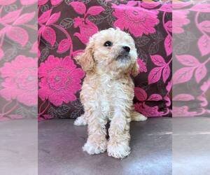 Maltipoo-Poodle (Toy) Mix Puppy for Sale in MORGAN HILL, California USA
