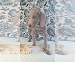 Small #4 Weimaraner