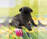 Small Photo #8 Pug Puppy For Sale in BRIDGEPORT, CT, USA