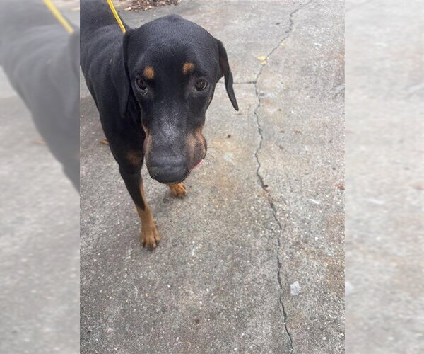Medium Photo #1 Doberman Pinscher Puppy For Sale in Houston, TX, USA