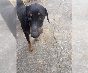 Doberman Pinscher Dogs for adoption in Houston, TX, USA