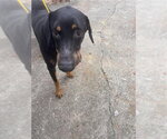 A663437 - Male Doberman Pinscher Dog for Adoption - Small photo